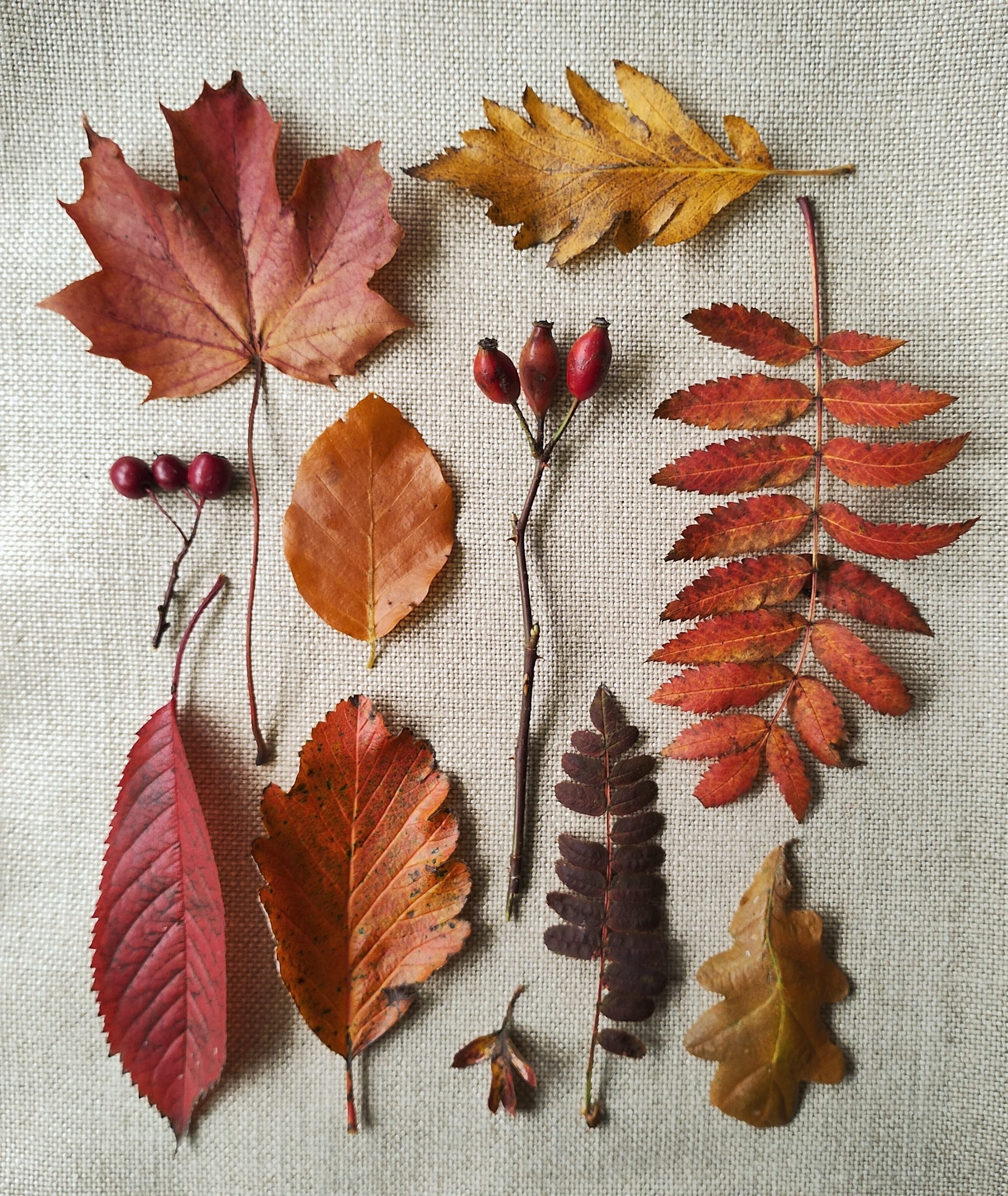 Tudor Throw - autumn edition - Image 5